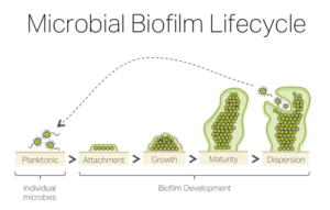 โอโซนทำให้ Biofilm และตะกรันหลุดจาก Cooling Tower – บริษัท ซินเนอร์ยี่ ...